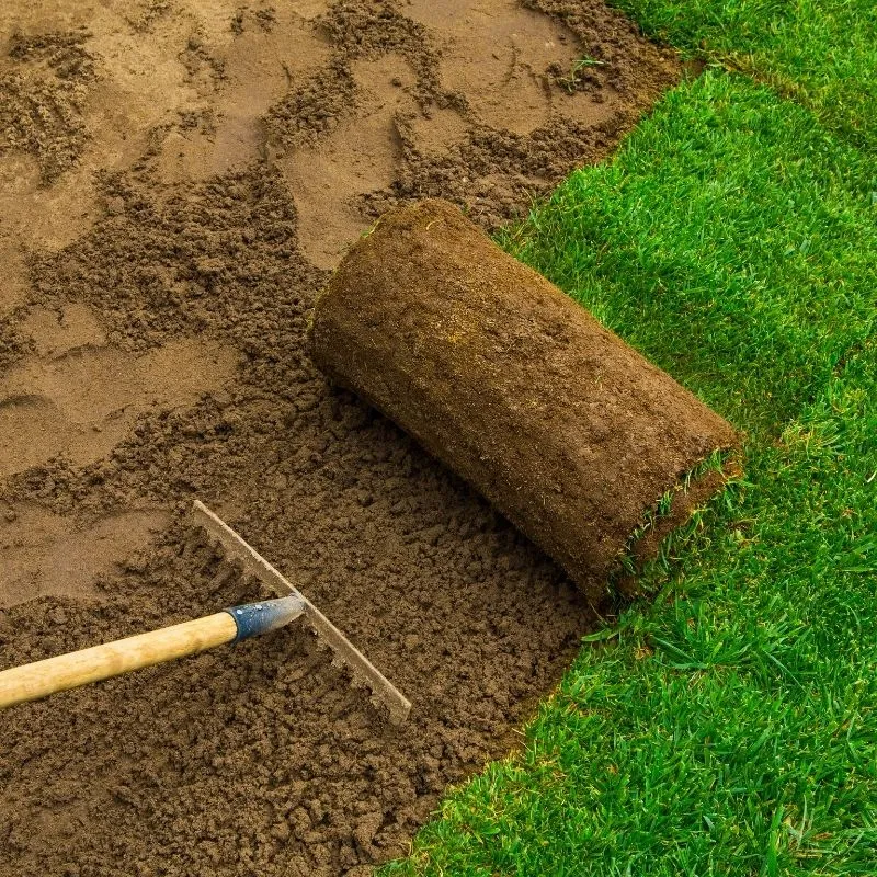 Yard grading with fresh soil and grass